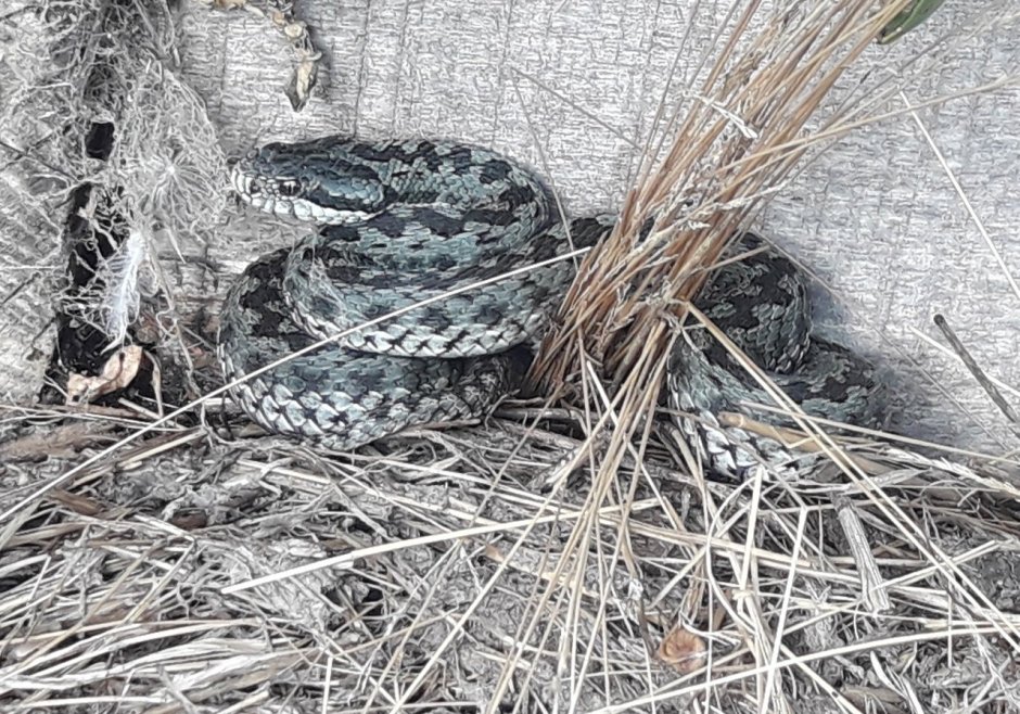 Степная гадюка в Башкирии