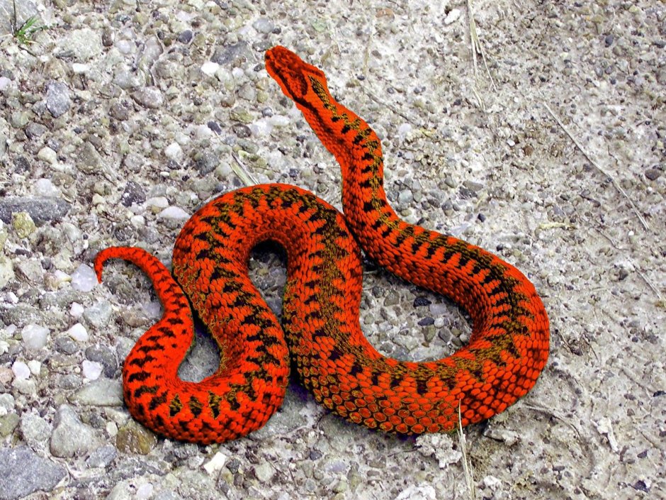 Vipera berus гадюка