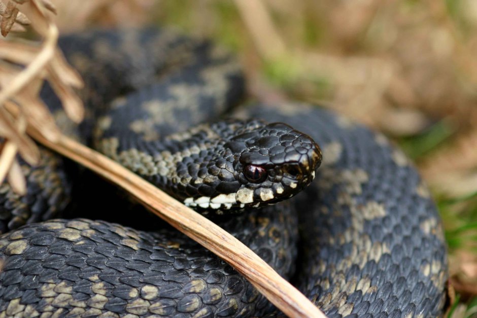 Гадюка Сибирская