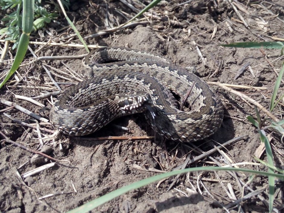 Степная гадюка Крыма