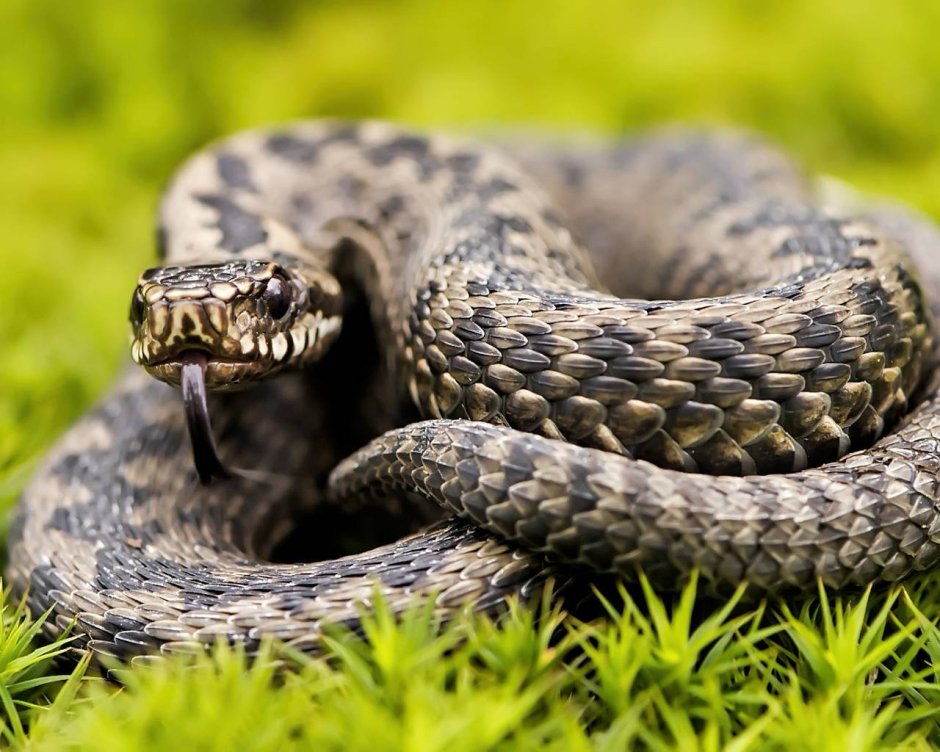 Волгоградские гадюки