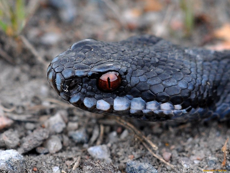 Гадюка Кобра Гюрза