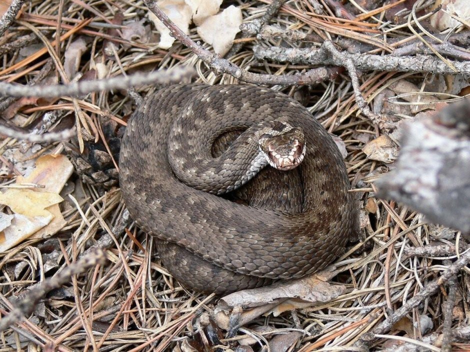 Степная гадюка медянка