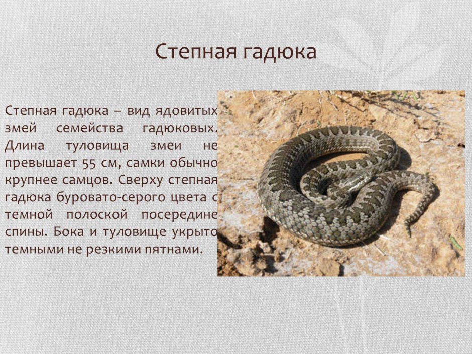 Сообщение о Степной гадюке 4 класс окружающий мир