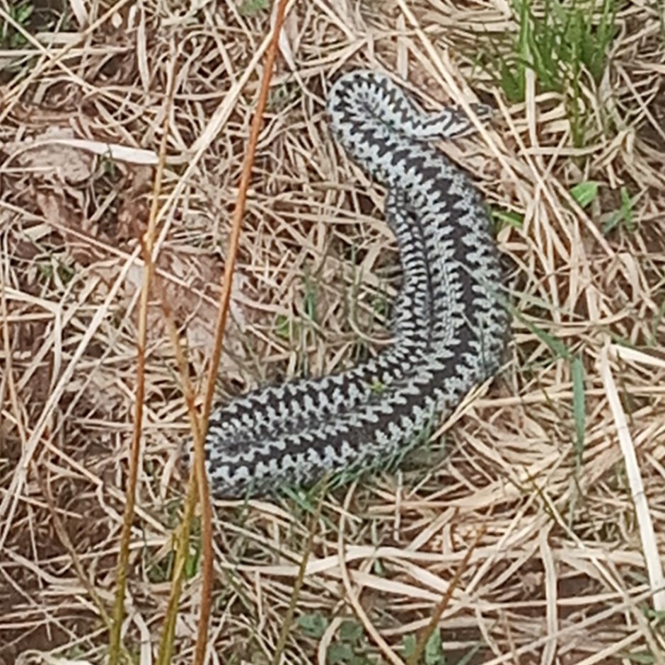 Гадюка в Ленинградской области