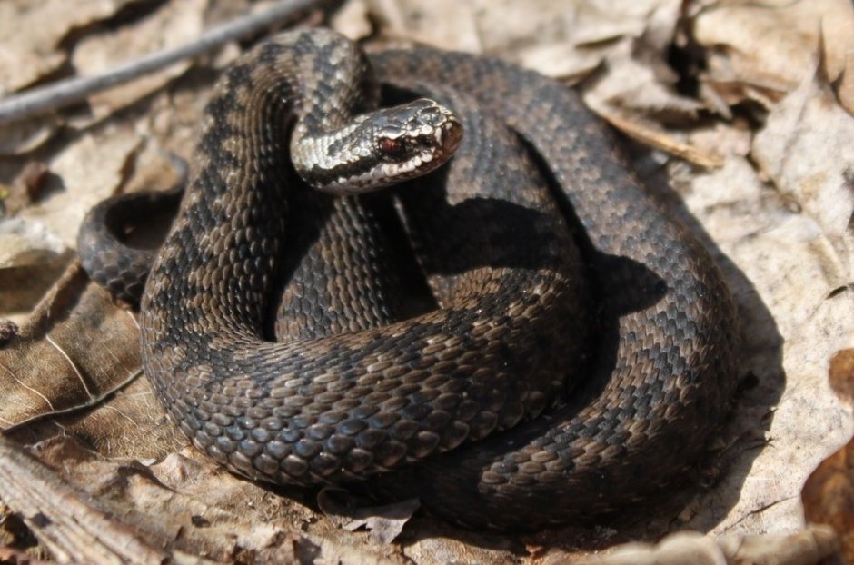 Гадюка обыкновенная в Беларуси