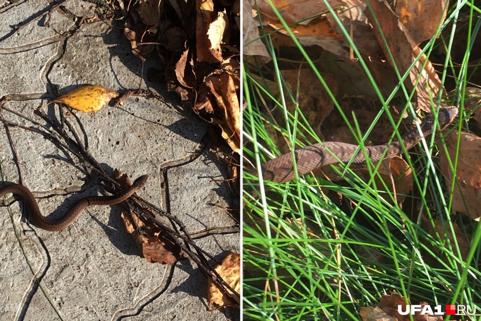 Ядовитые змеи Башкирии