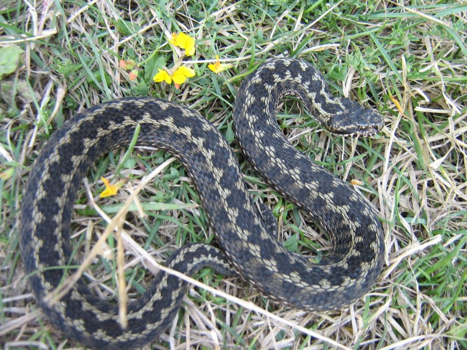 Степная гадюка медянка