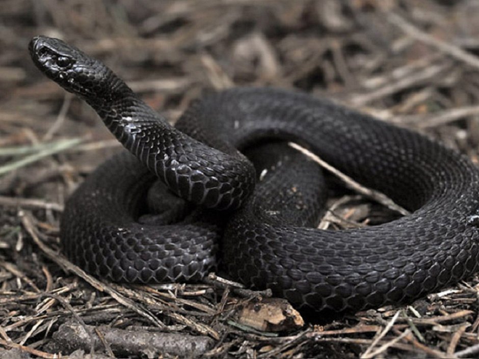 Обыкновенная гадюка черная