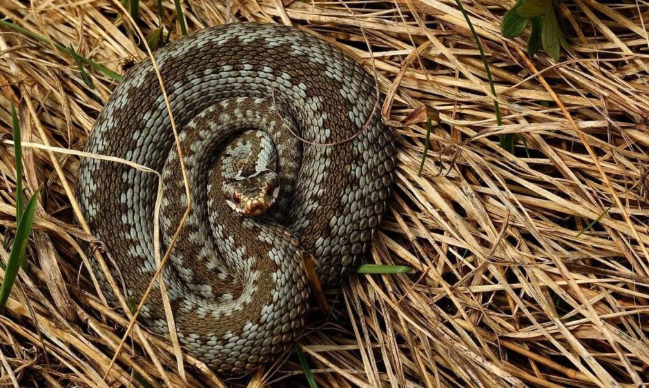 Змея гадюка Болотная