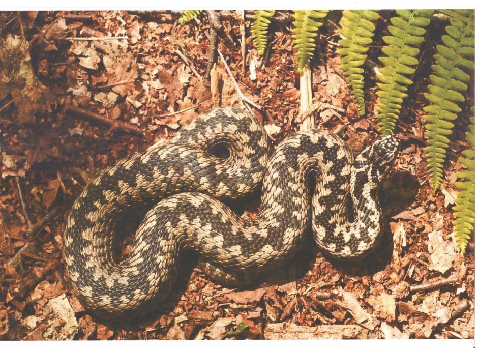 Обыкновенная гадюка