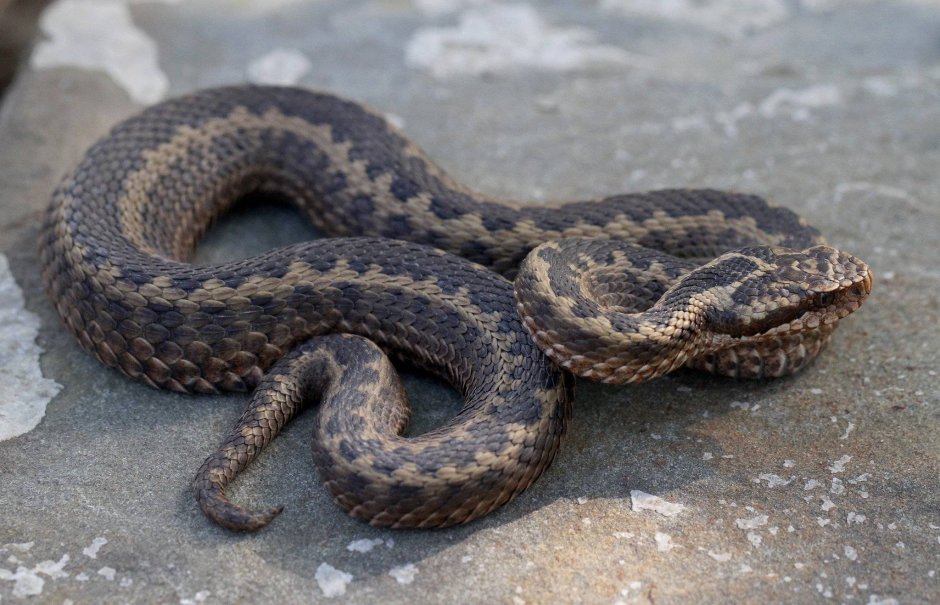 Гадюка Степная Крымская