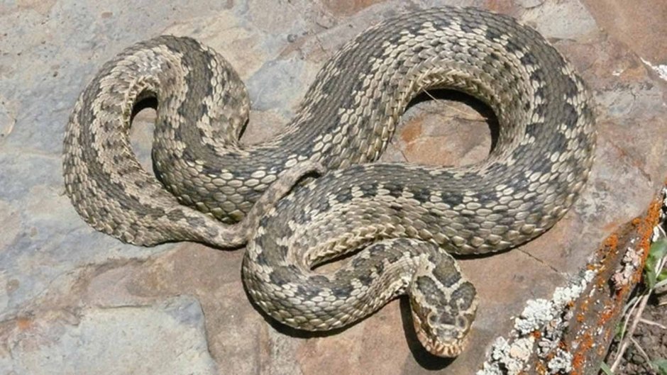Гадюка Лотиева (Vipera lotievi)