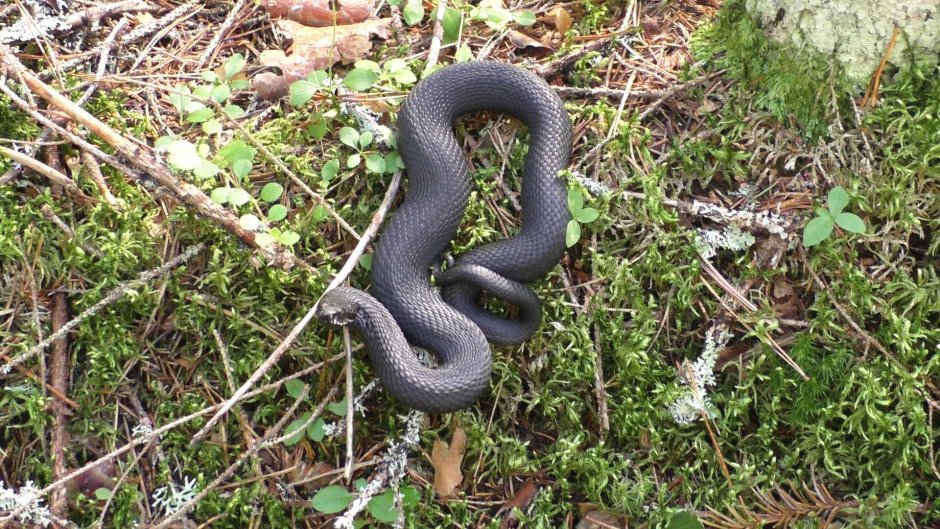 Чёрная гадюка змея