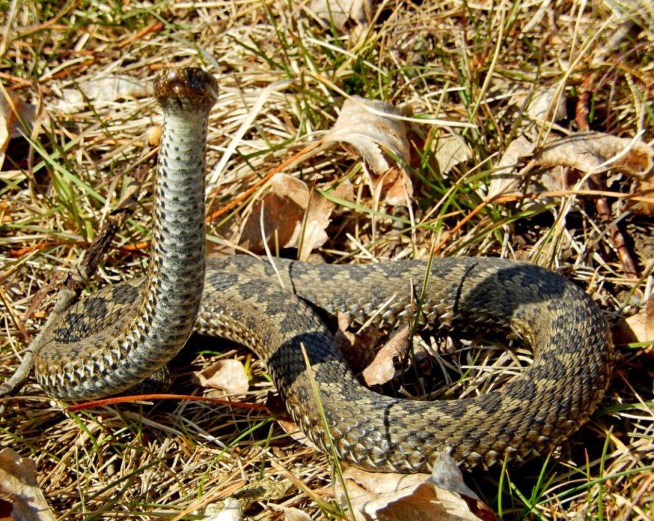 Степная гадюка