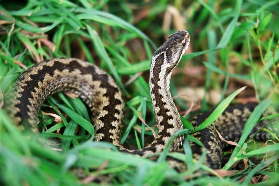 Змея гадюка в лесу
