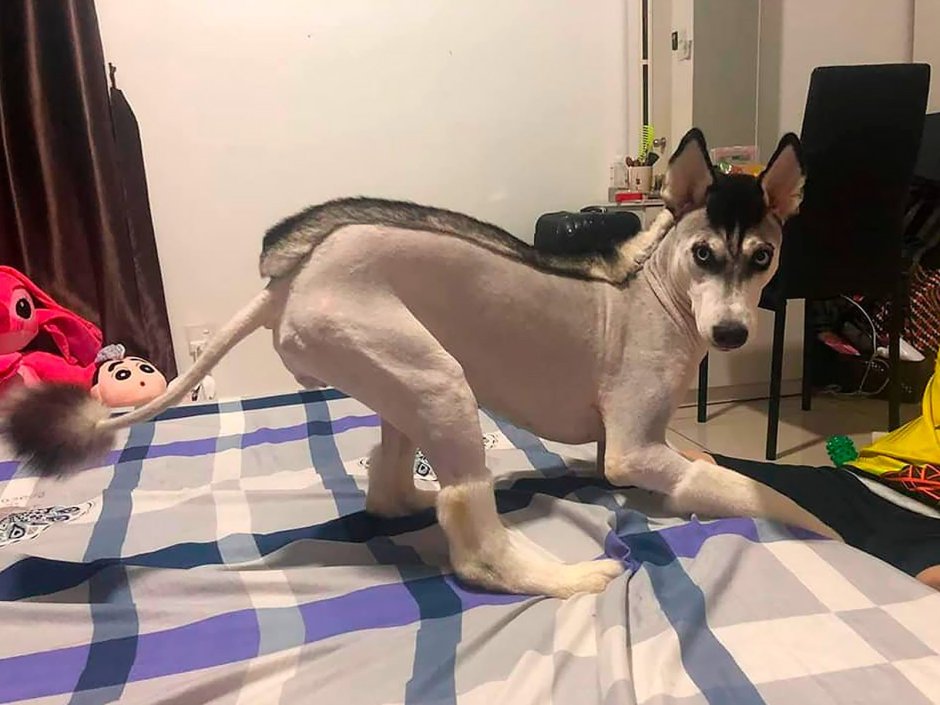 Стрижка хаски