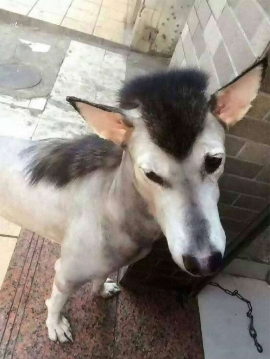 Стриженный хаски