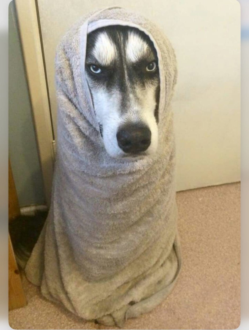 Хаски после душа