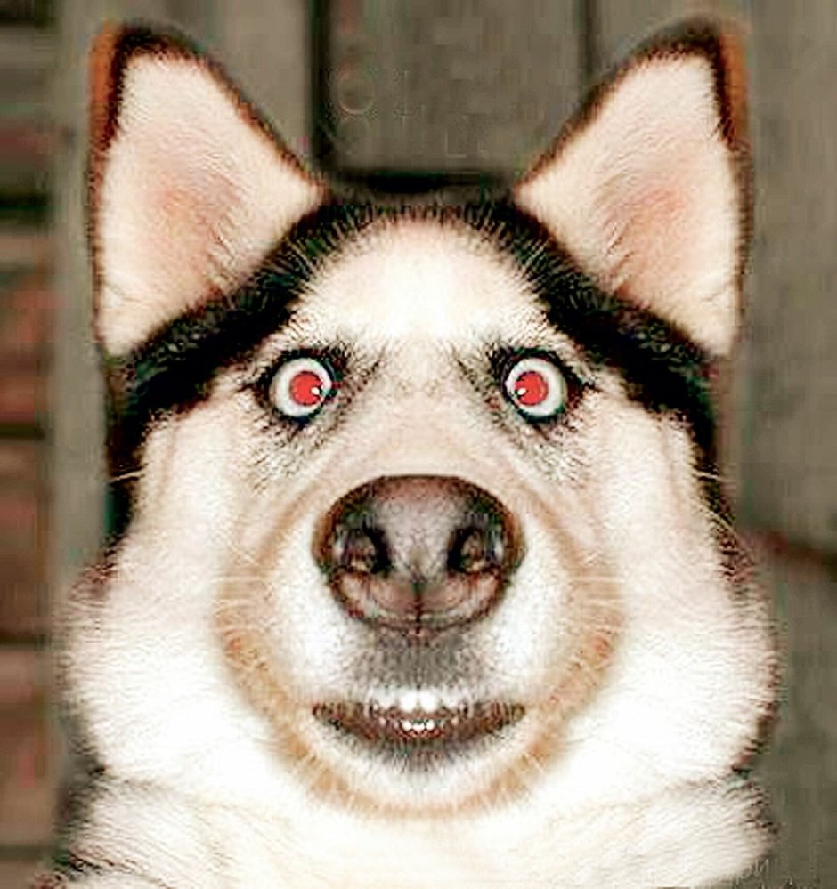 Шарик собака