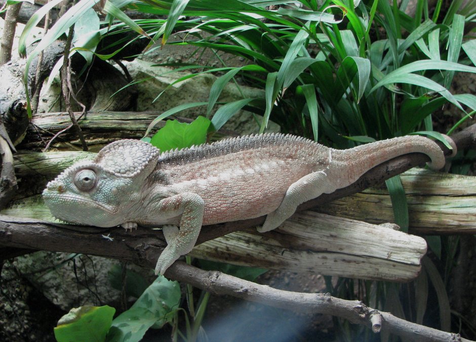 Хамелеон гигантский с Furcifer oustaleti