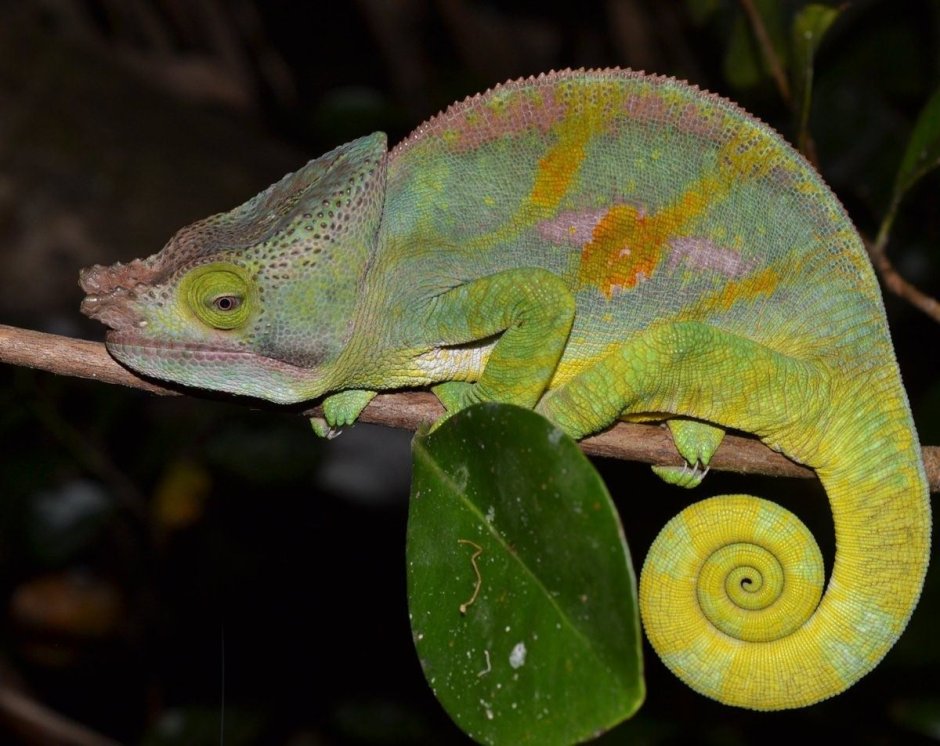 Хамелеон гигантский с Furcifer oustaleti