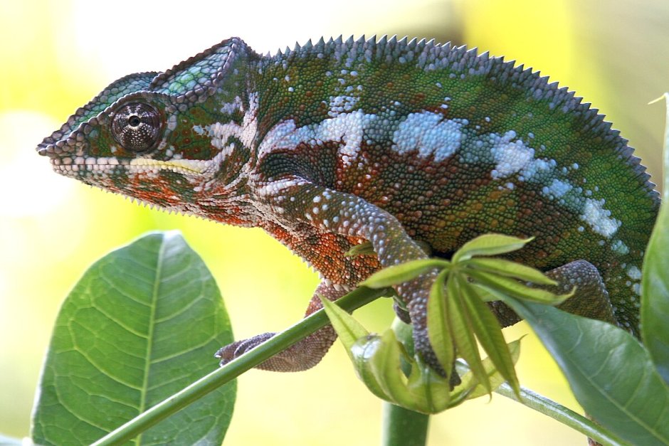 Furcifer antimena