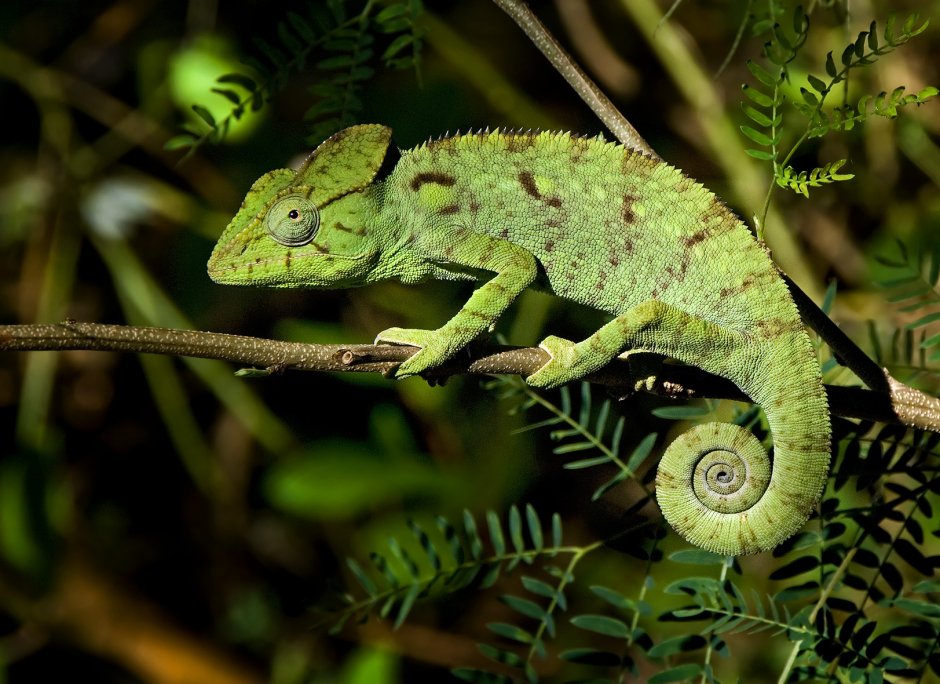 Furcifer oustaleti