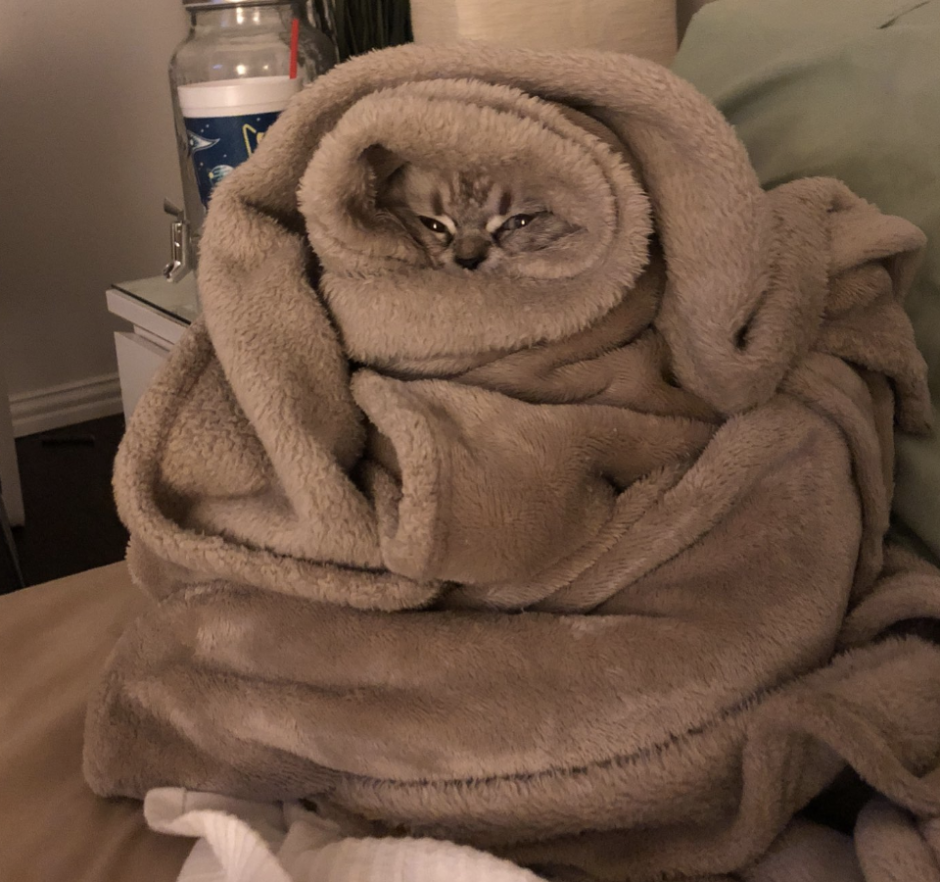 Кот в одеяле