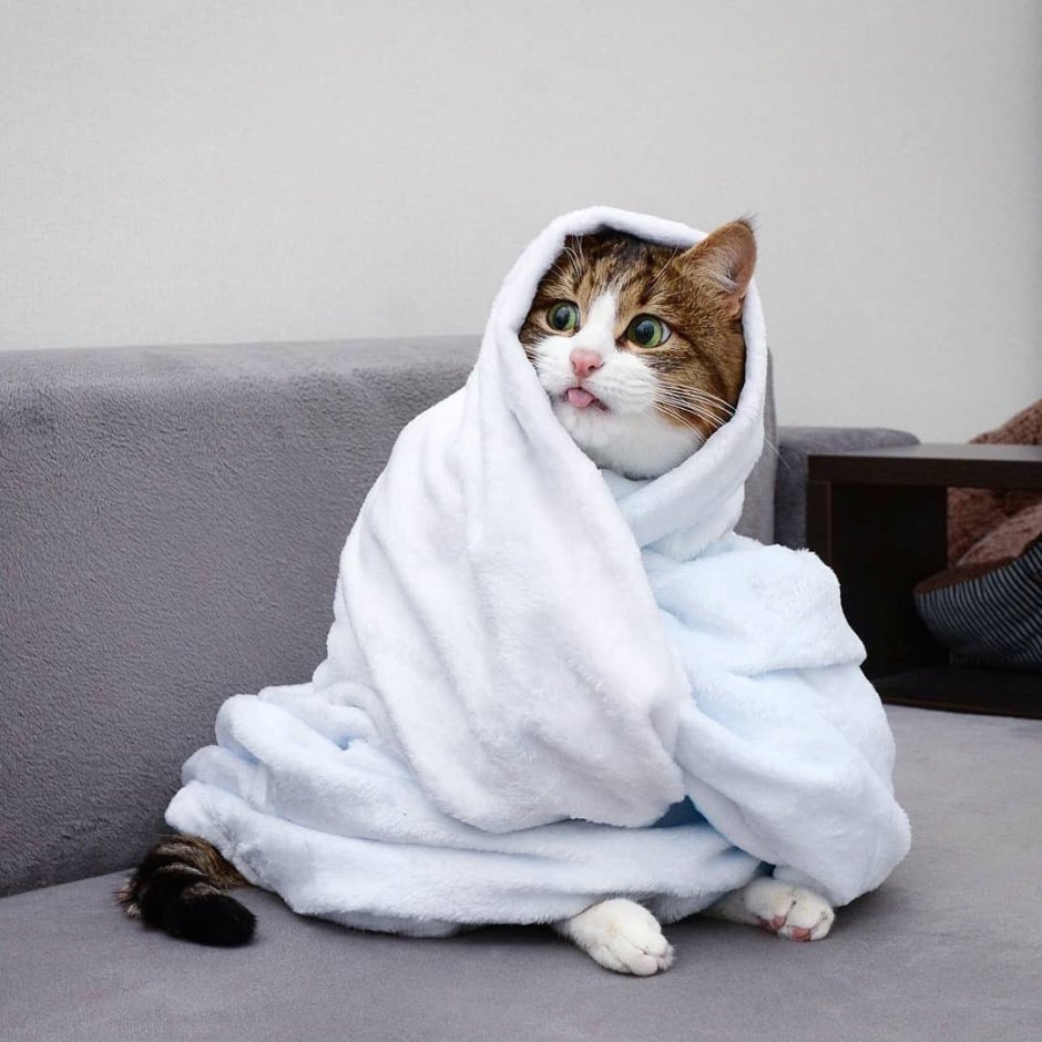 Кот в пледе