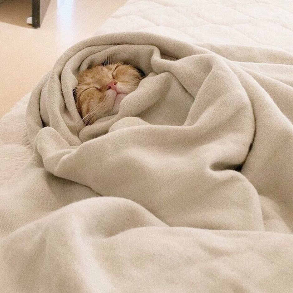 Котик в одеялке