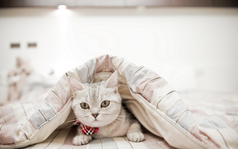 Котик укутанный в одеяло