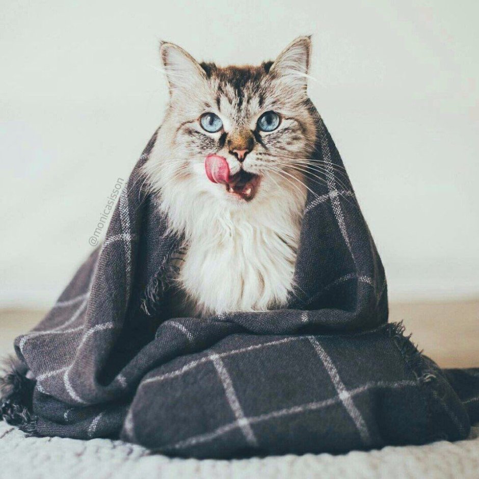 Матильда кошка