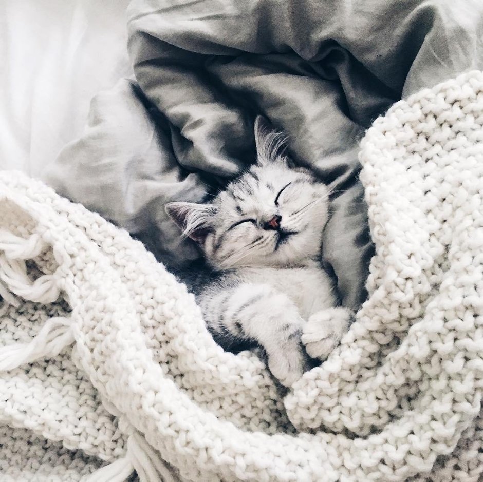 Котик под одеялом