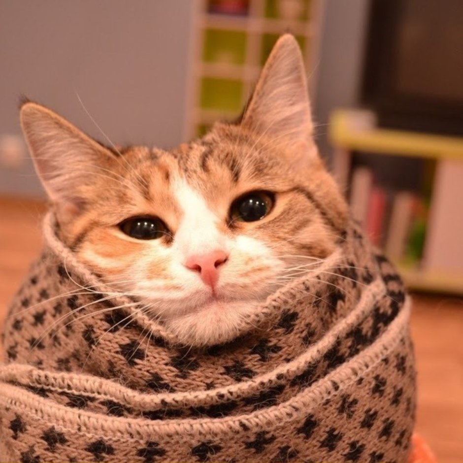 Котенок в одеяле
