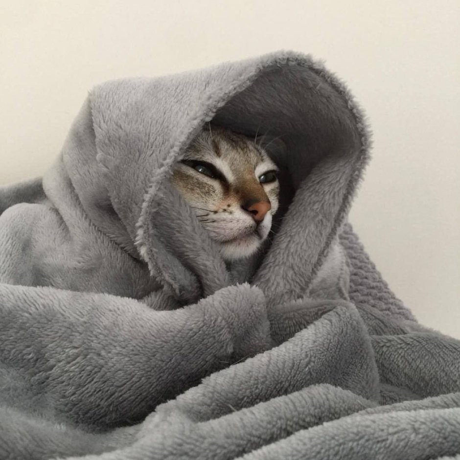 Кошка завернулась в плед