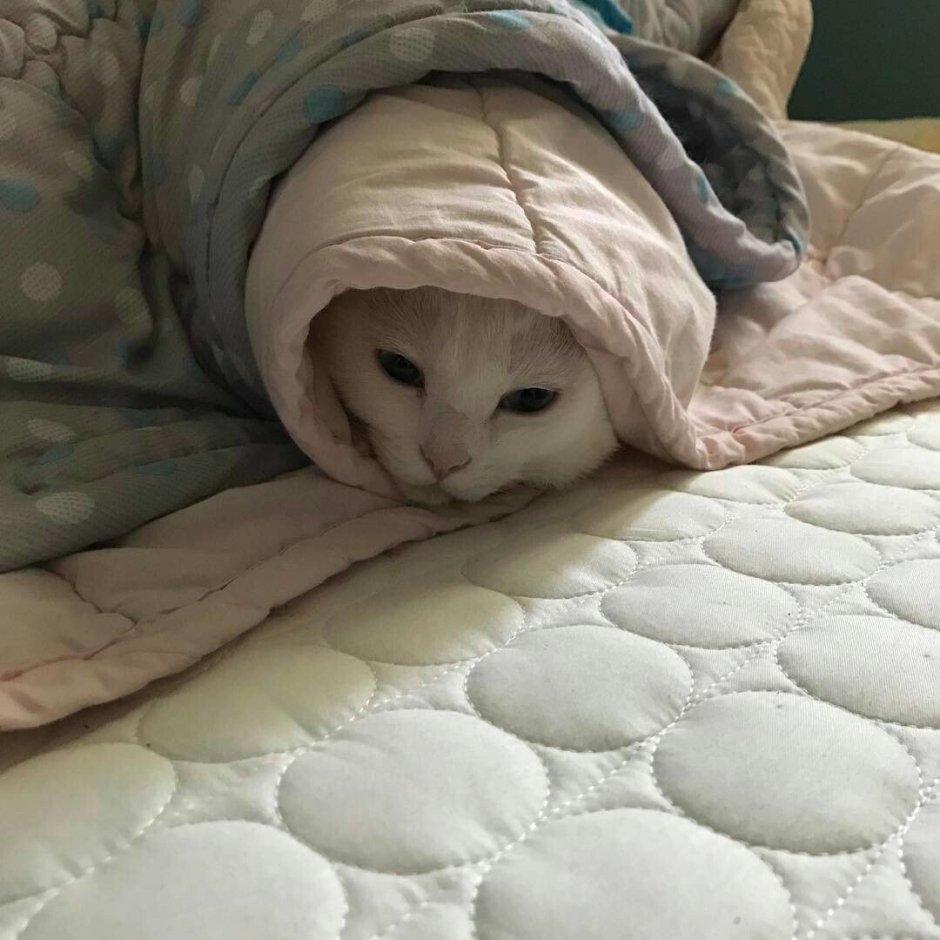 Милый котик в одеялке