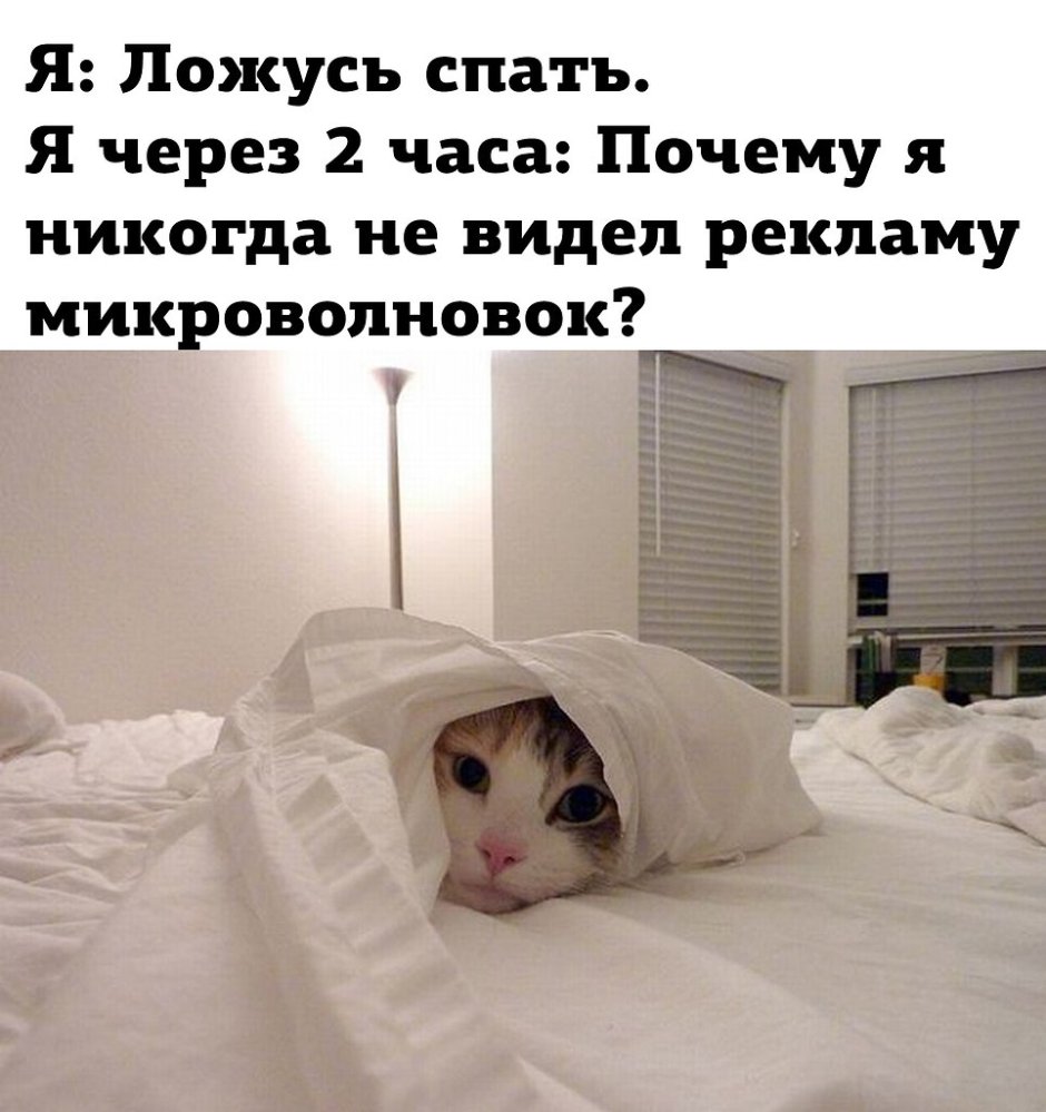 Кот в одеялке