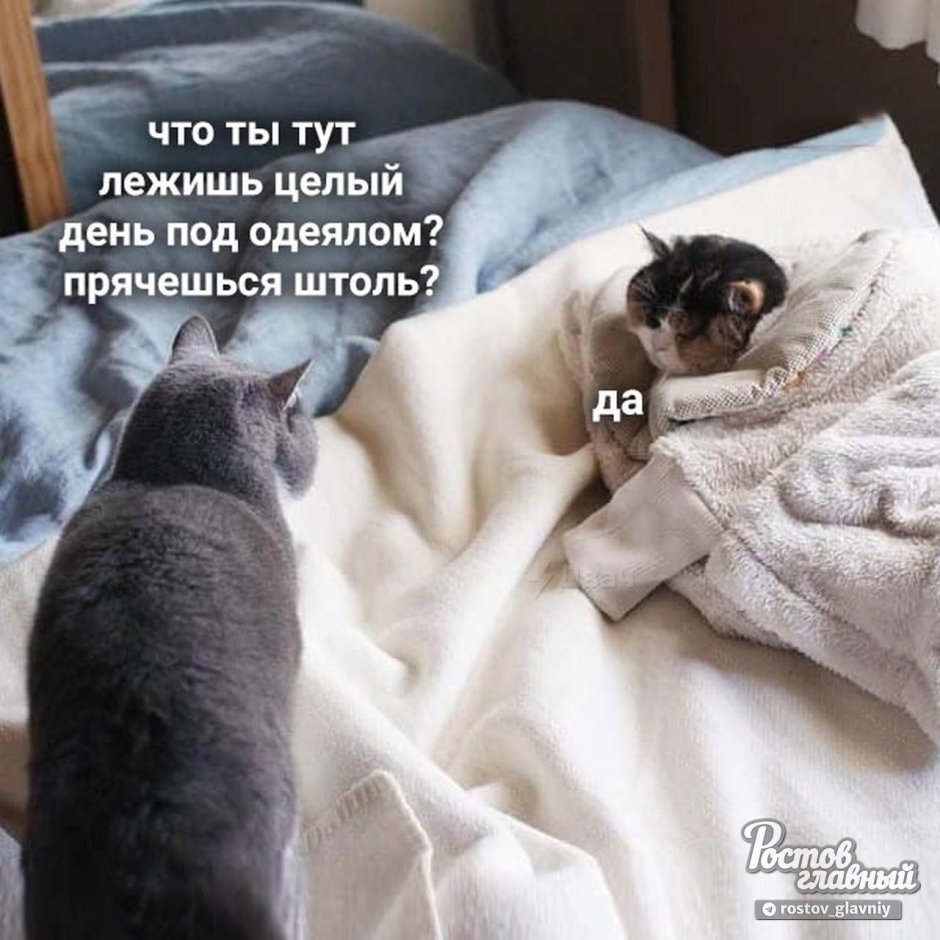 Кот обнимает одеяло