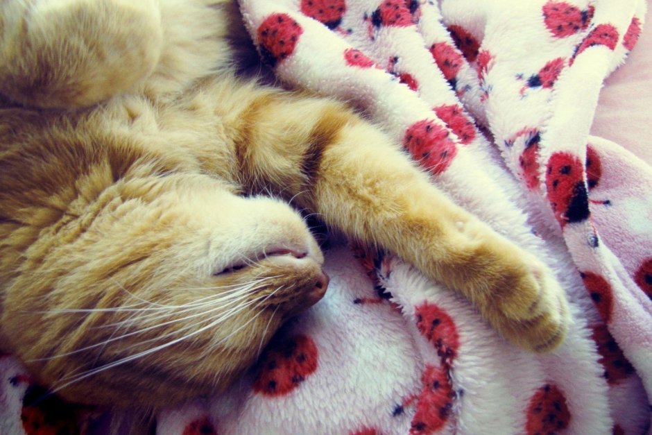 Котик в пледе