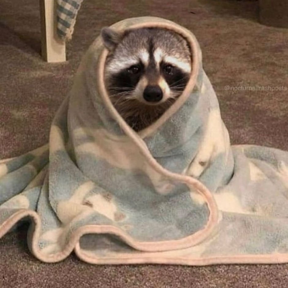 Кот из под одеяла
