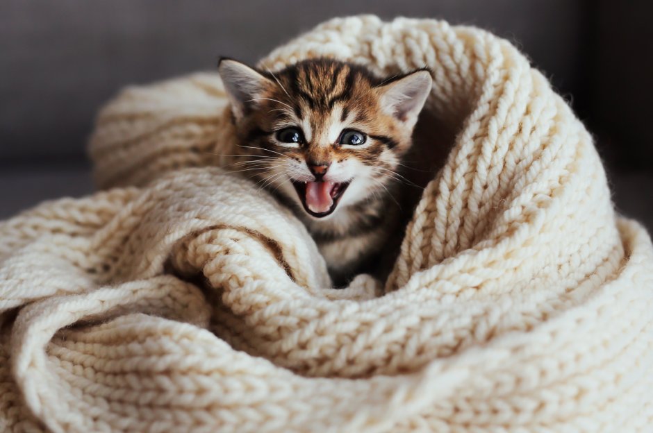 Cat with Blanket
