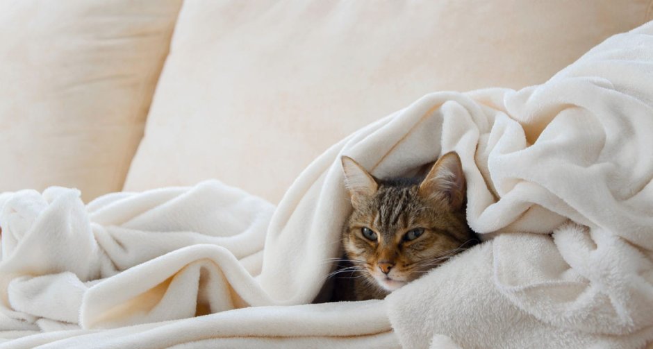 Белый кот под одеялом