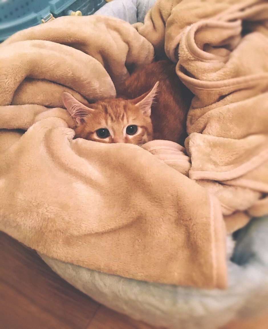 Кот в пледе