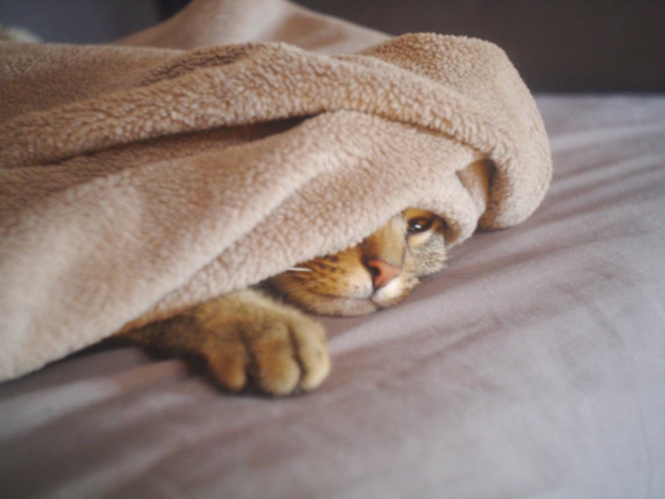 Кот в одеяле