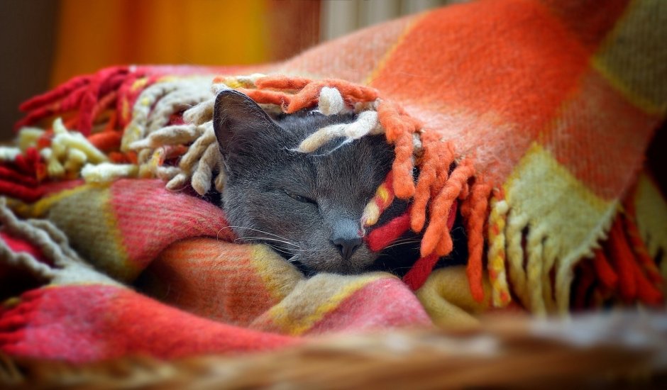 Кот в пледе