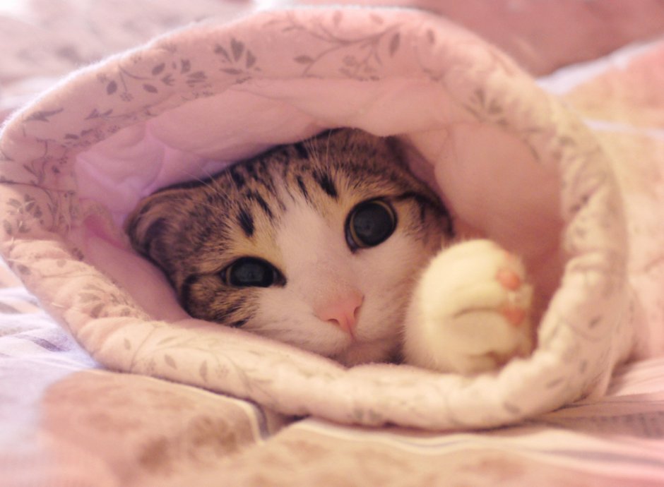 Милые коты