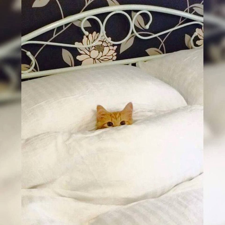 Место кота на кровати
