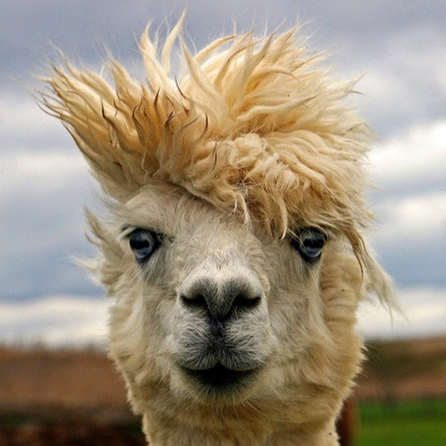 Лама с челкой