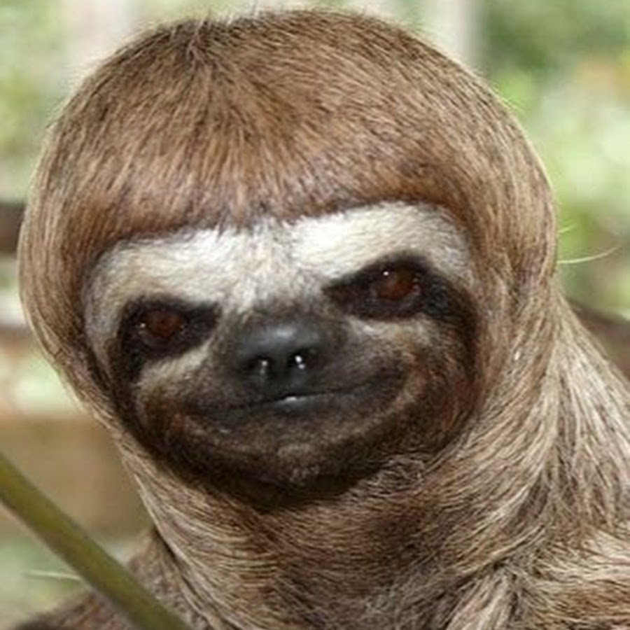 Ленивец подстригся